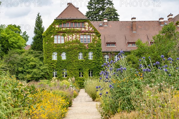 Path between flower beds with blooming summer flower-bed