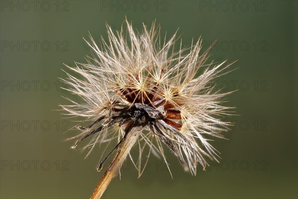 Seed stand of the meadow pippa