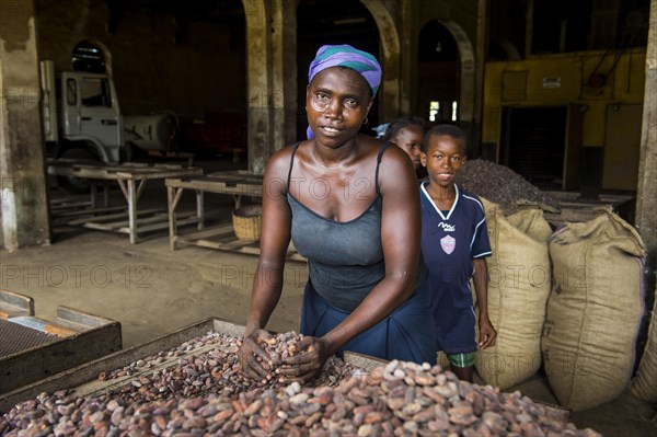 Woman collecting cocoa beans