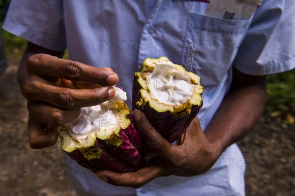 Man holding a open cocoa bean