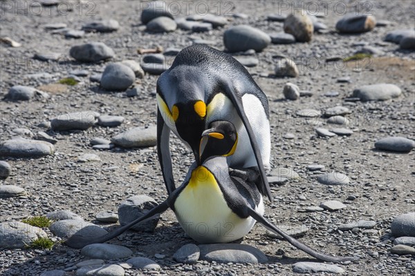 King penguins