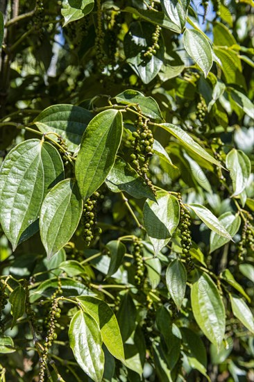 Black pepper close up