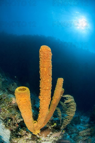 Yellow tube sponge