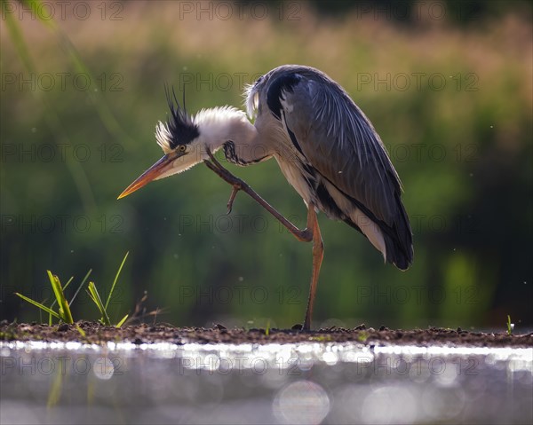 Grey heron