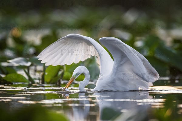 Great egret