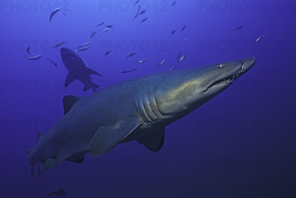 Sand tiger shark