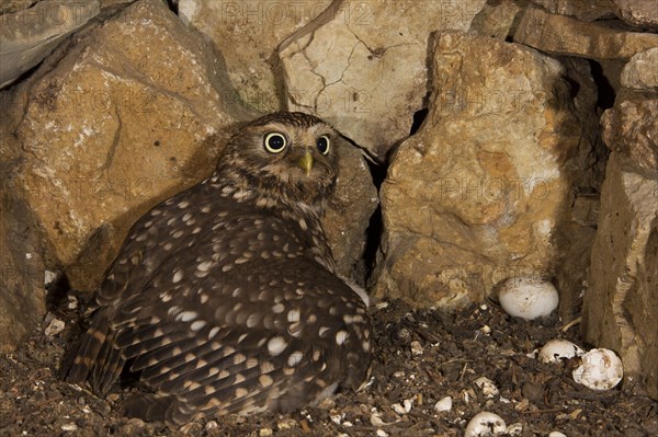 Little owl