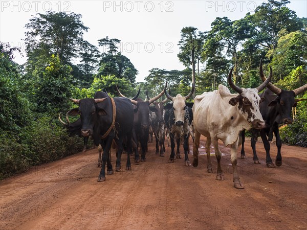 Local cow herd deep in the jungle