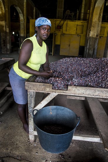 Woman collecting cocoa beans