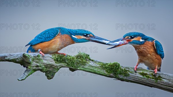 Common kingfisher