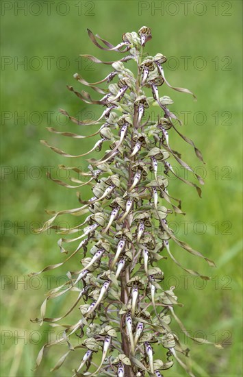 Lizard orchid