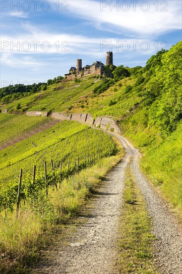 Field path through vineyard leads to Thurant Castle in Moselle Valley