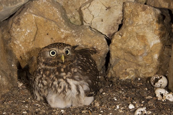 Little owl