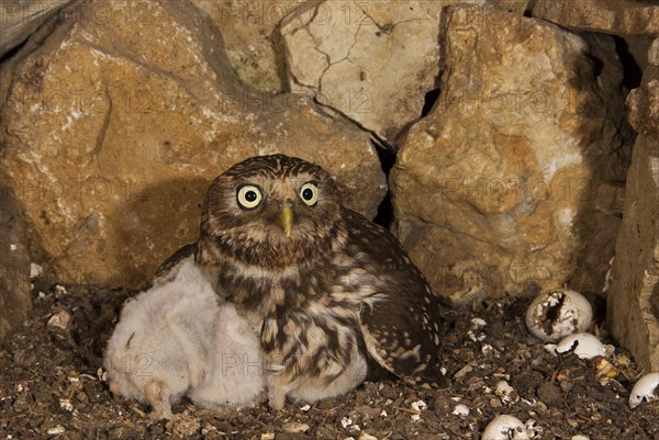 Little owl