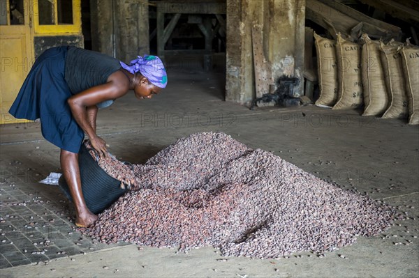 Woman collecting cocoa beans