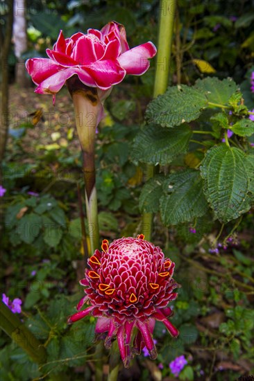 The porcelain rose