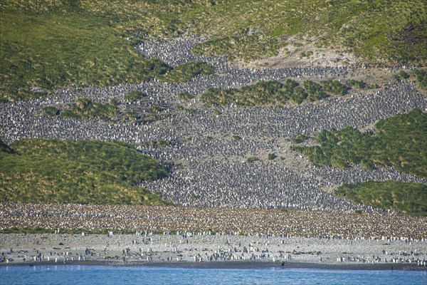 Giant King penguins