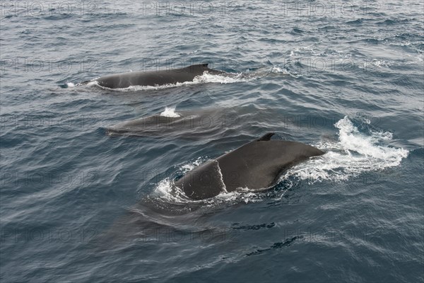 Humpback whale