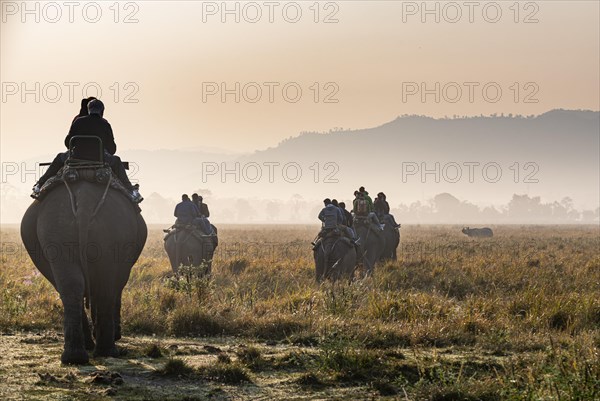 Early morning elephant ride on elephants through the elephant grass