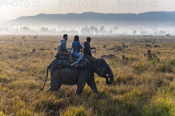 Tourists on a elephant watching a huge numbers of Indian hog deer