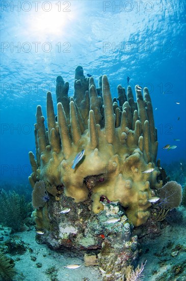 Pillar coral