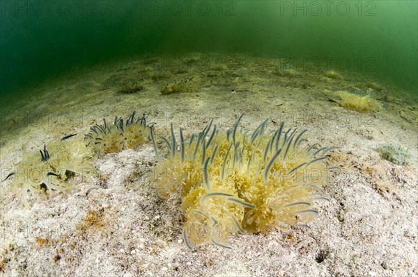 Mangrove jellyfish