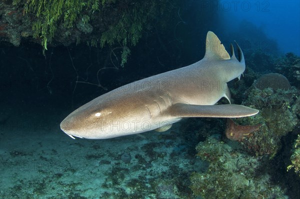 Nurse shark