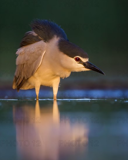 Black-crowned night heron