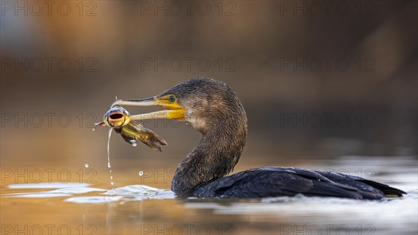 Great cormorant