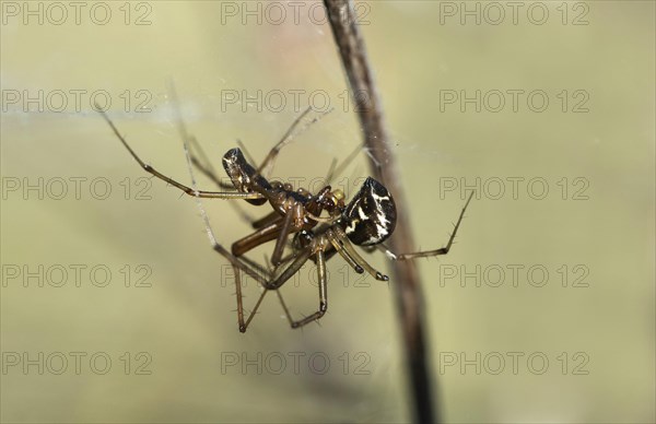 Mating of the common canopy spider