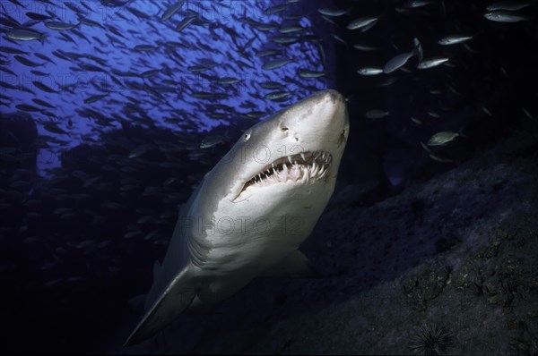 Sand tiger shark