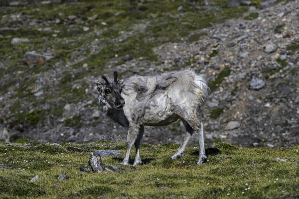 Svalbard reindeer