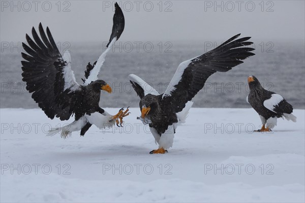 Steller's sea eagle