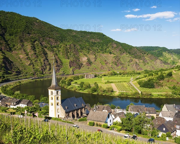 Winegrowing village Bremm at the Moselle with St. Laurentius church