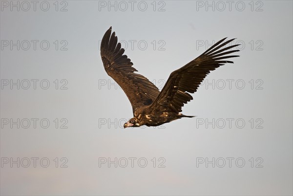 Cinereous vulture