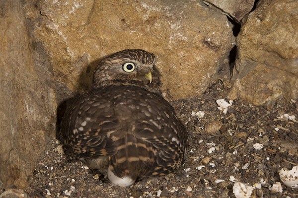 Little owl