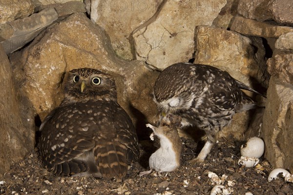 Little owl