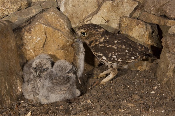 Little owl