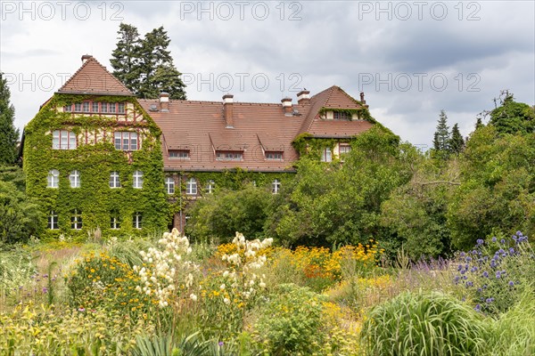 House overgrown with wine and blooming summer flowers