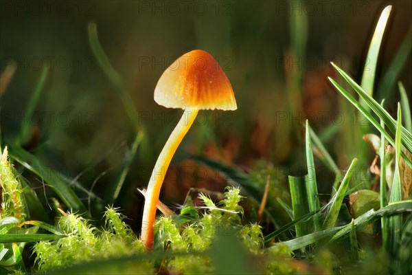 Orange bonnet