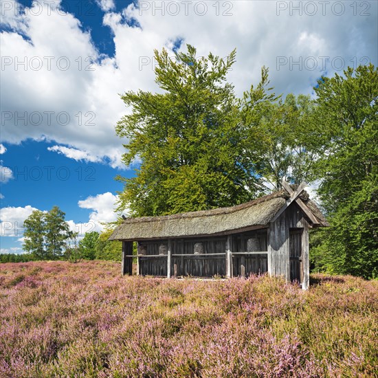 Typical heath landscape with traditional bee fence and flowering heather