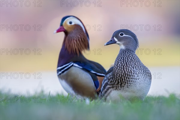 Mandarin duck