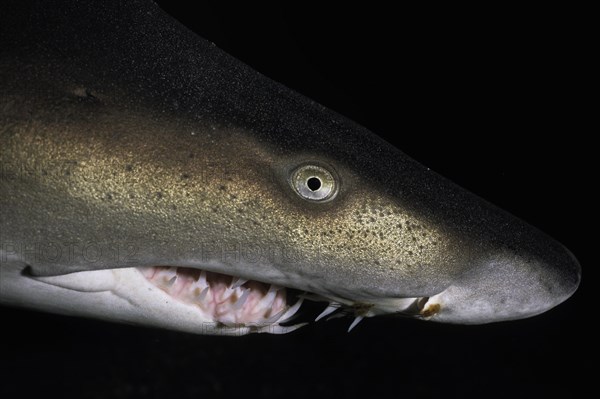 Sand tiger shark