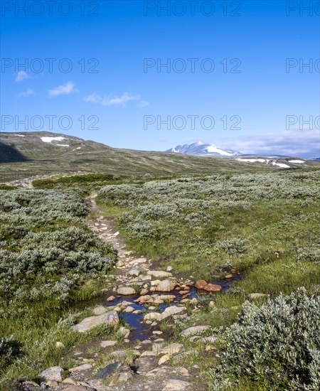 Way through the tundra