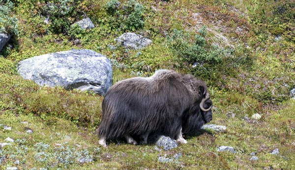 Musk ox