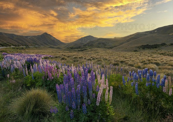 Variegated multifoliate lupines