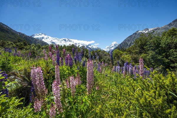 Purple multileaved lupines