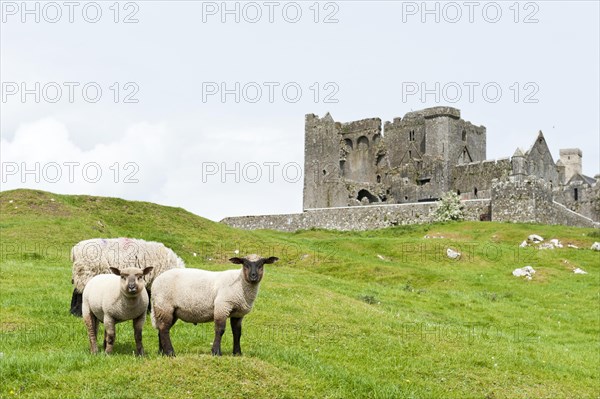 Grazing land for sheep