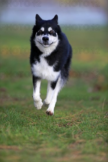 Alaskan Malamute