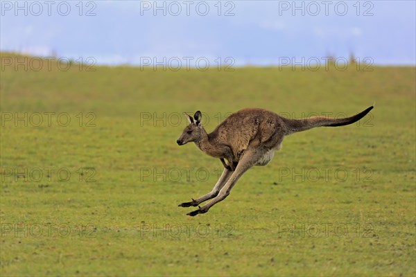 Eastern grey kangaroo